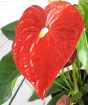 Anthurium Flower Close Up