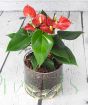 Christmas Anthurium          