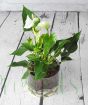 Christmas Anthurium          