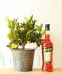 Aperol and Calamondin Tree