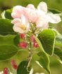 Heritage apple tree in blossom