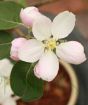 Closeup of apple blossom