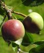 Close up of apple fruit