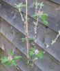 Apple tree in bud