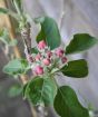 Closeup of apple buds