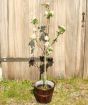 Heritage apple tree in blossom