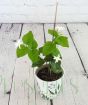 Arabian Jasmine in botanic pot