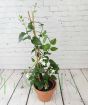 Large Arabian Jasmine    