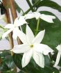 Arabian Jasmine Close Up