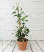 Arabian Jasmine