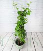 Large Arabian Jasmine 2024