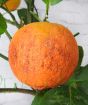 Arcobal orange