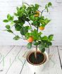 Arcobal Orange tree in fruit