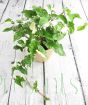 Variegated Arrowhead vine from above