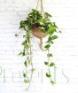 Arrowhead Vine in Kokedama hanging pot