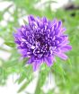 Close up of Michaelmas daisy flower