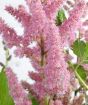 Astilbe