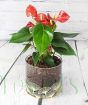 Red Christmas Anthurium