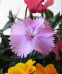 Dianthus close up