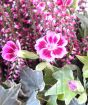 Close up of seasonal flowers