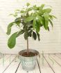 Avocado Tree