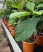 Avocado Tree