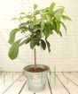 1m+ tall Avocado