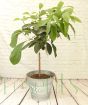 Avocado tree