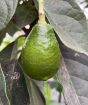 Avocado Tree