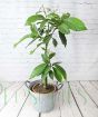 Grafted avocado plant