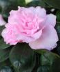 Pale pink azalea flower close up