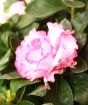 Pink and white Azalea flowers