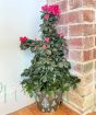 Christmas Azalea Pyramid