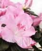 Light Pink Azalea flower