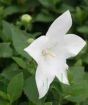 Balloon Flower           