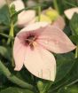 Pink Balloon Flower