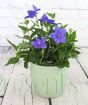 Blue Balloon flower in green pot