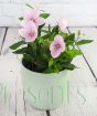 pink balloon flower in green pot