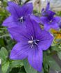 Balloon Flower           