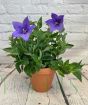 Blue Balloon flower