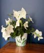 Balloon Flower           