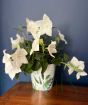 Balloon Flower           