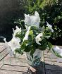 Balloon Flower           