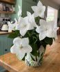 Balloon Flower           