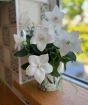 Balloon Flower           