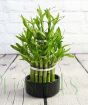 Lucky bamboo in black pot