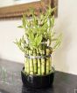 Lucky Bamboo