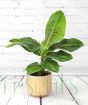 Banana Plant in gold ceramic pot