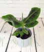 Dwarf Banana Plant             