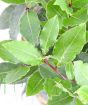 Close up of bay leaves